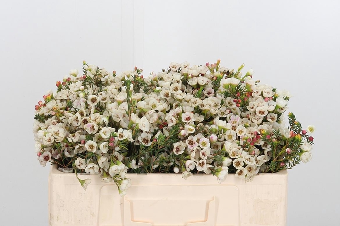 <h4>Chame Moonl Delight</h4>