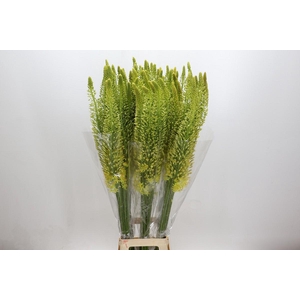 Eremurus Stenophyllus