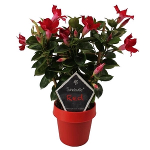 Mandevilla Sundaville Red