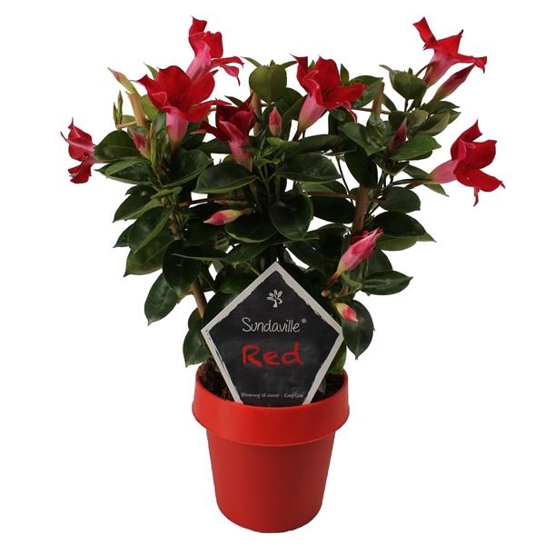 <h4>Mandevilla Sundaville Red</h4>
