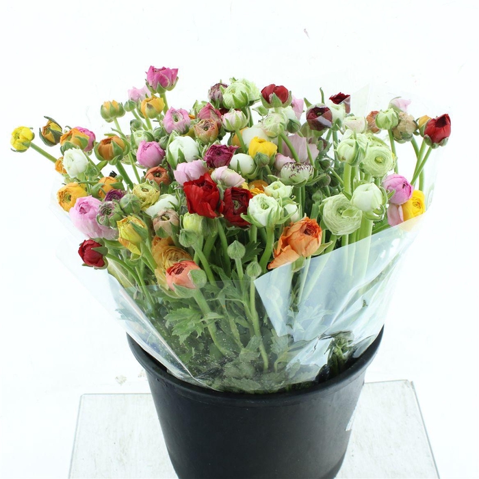 <h4>Ran El Mix In Bunch Extra</h4>