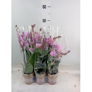 Phalaenopsis multi. 'Ant Karlsruhe'