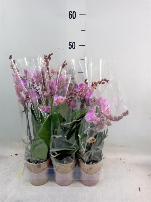 <h4>Phalaenopsis multi. 'Ant Karlsruhe'</h4>