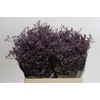 Limonium Safora Lilac