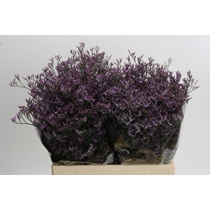 Limonium ov Safora Lilac