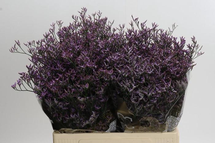 <h4>Limonium ov Safora Lilac</h4>