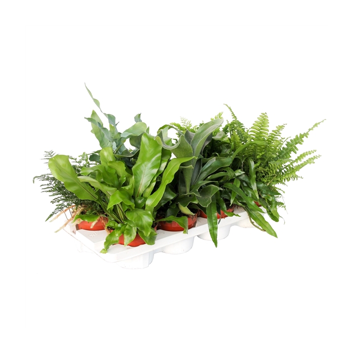 <h4>Varens Gemengd Exclusieve soorten</h4>