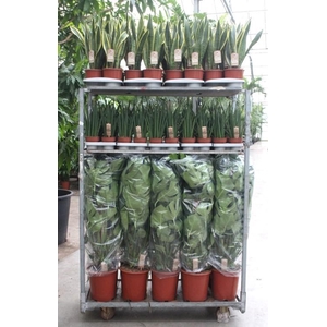 Mixkar Monstera mosstok en Sansevieria