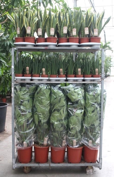 <h4>Mixkar Monstera mosstok en Sansevieria</h4>