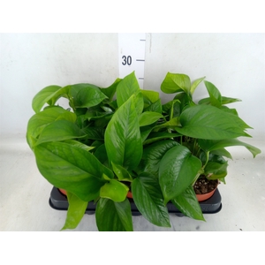 Epipremnum   ...