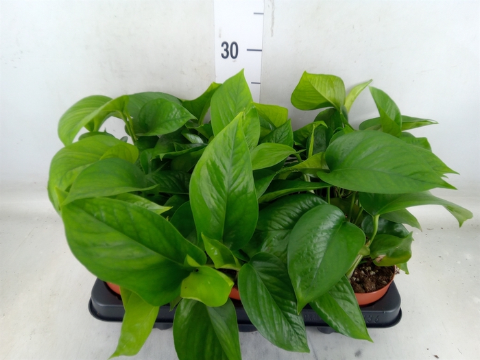 <h4>Epipremnum   ...</h4>