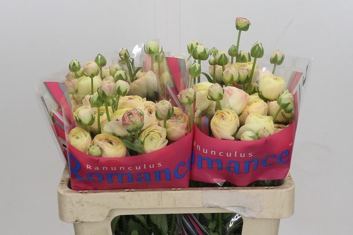 <h4>Ran Romance Hydra</h4>