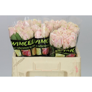 Rosa Gr Sweet Avalanche