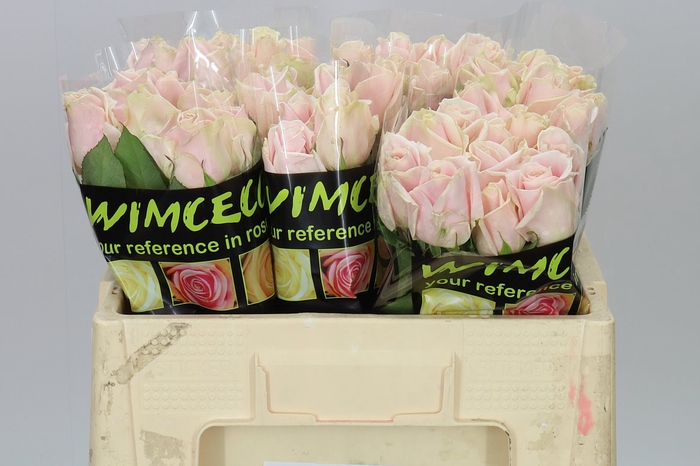 <h4>Rosa Gr Sweet Avalanche</h4>
