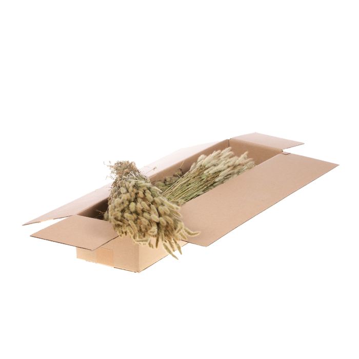 <h4>Polypogon Sb Natural</h4>