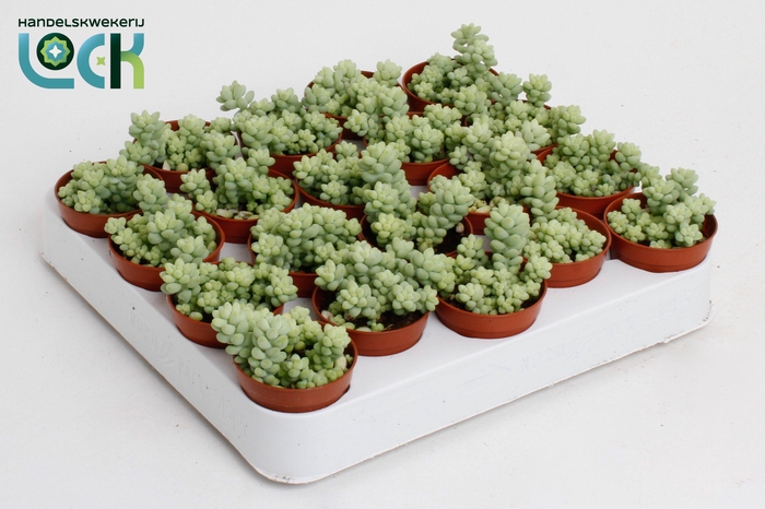 <h4>Sedum Burrito</h4>