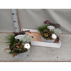 ARR TUINPLANTEN