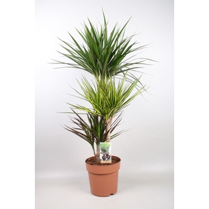 Dracaena