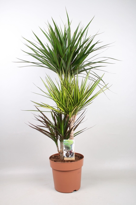 <h4>Dracaena</h4>