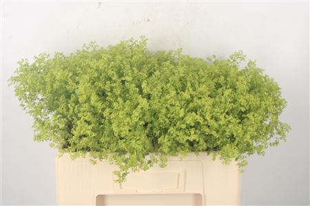 <h4>Alchemilla M Robustica</h4>