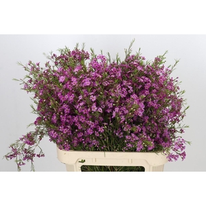 Chamelaucium Free Spirit