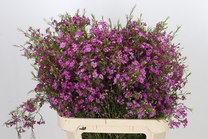 <h4>Chamelaucium Free Spirit</h4>