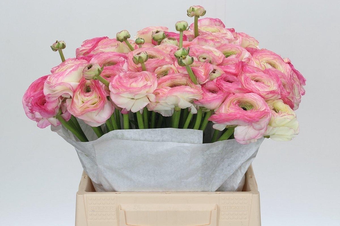 <h4>Ranunculus Clooney Felicitade Dark</h4>
