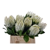 Protea Arctic Ice