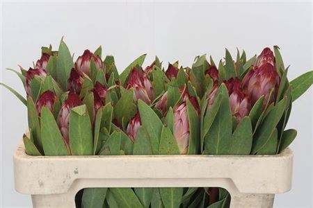 <h4>Protea Robijn</h4>