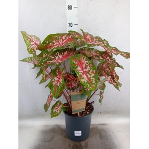 Caladium   ...