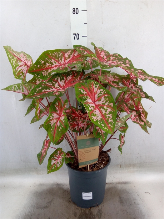 <h4>Caladium   ...</h4>