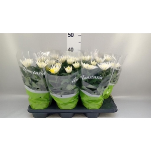 Chrysanthemum  'Anastasia'
