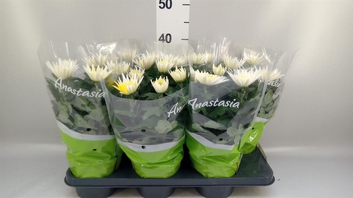 <h4>Chrysanthemum  'Anastasia'</h4>