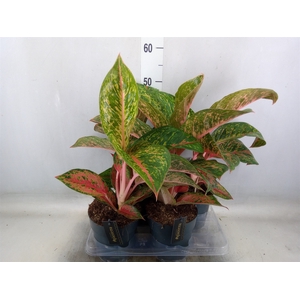 Aglaonema   ...
