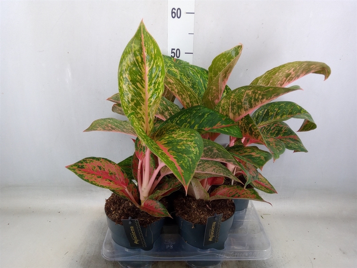 <h4>Aglaonema   ...</h4>