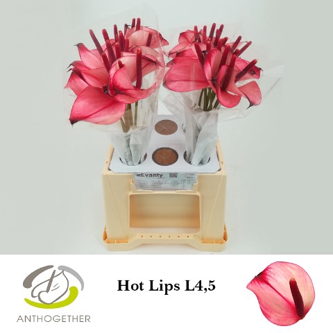 <h4>Anthurium Princess Amalia Hot lips</h4>