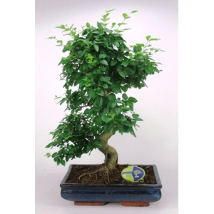Ligustrum sinensis, 35cm., shape, without drip tray
