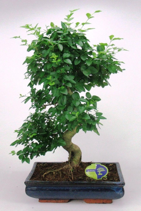 <h4>Ligustrum sinensis, 35cm., shape, without drip tray</h4>