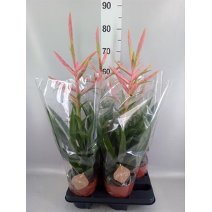 Tillandsia  'Dolce'