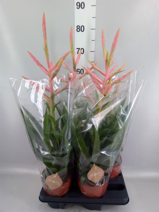 <h4>Tillandsia  'Dolce'</h4>
