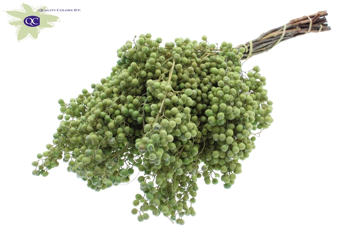 Pepperberries per bunch in poly light green