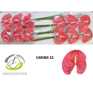 Anth A Caribo 13 cm X12 Wijnen