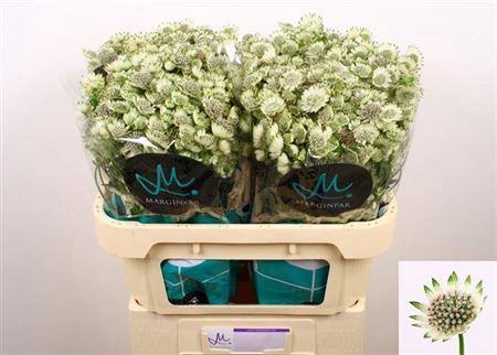 Astr Billion Sta Xl 70cm