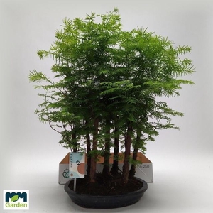 BONSAI OV