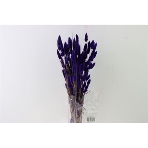 Dried Lagurus Purple Bunch Slv