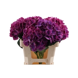 Hydr Opera 60 cm Vicini