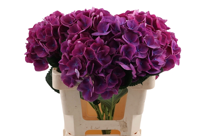 <h4>Hydr Opera 50 cm Vicini</h4>