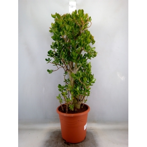 Crassula ovata
