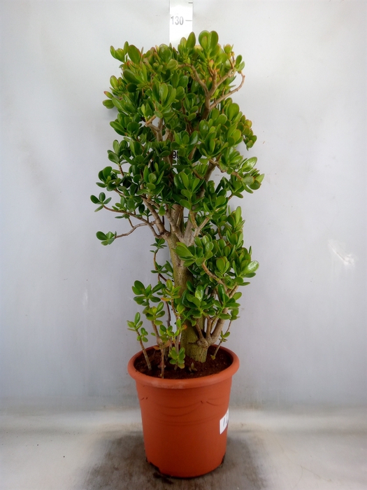 <h4>Crassula ovata</h4>
