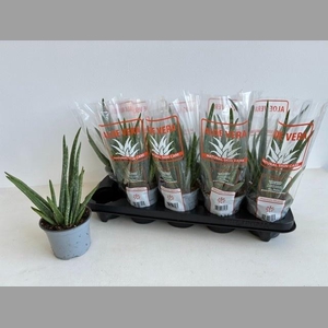 ALOE VERA